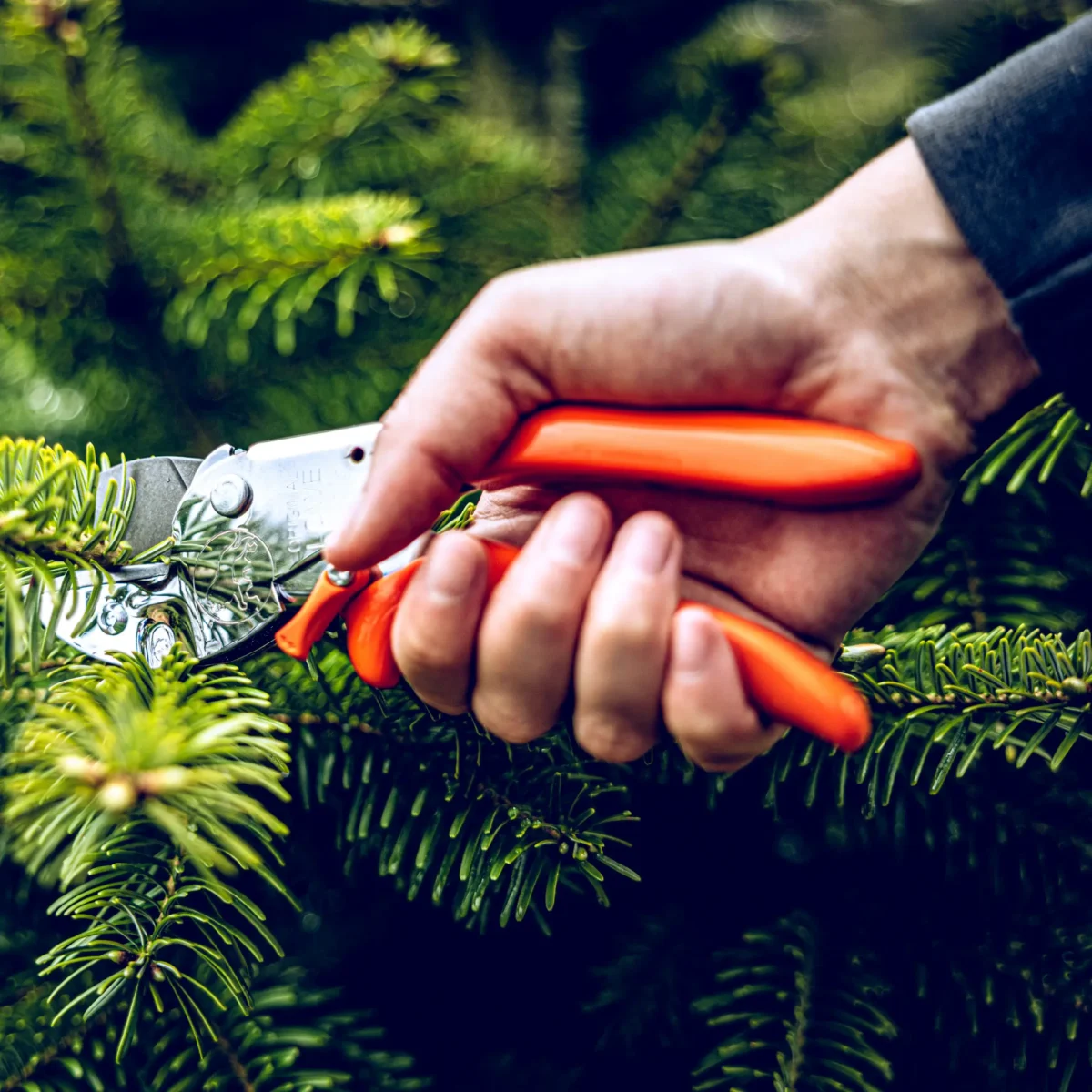 Pega original Löwe 1 para mãos mais pequenas