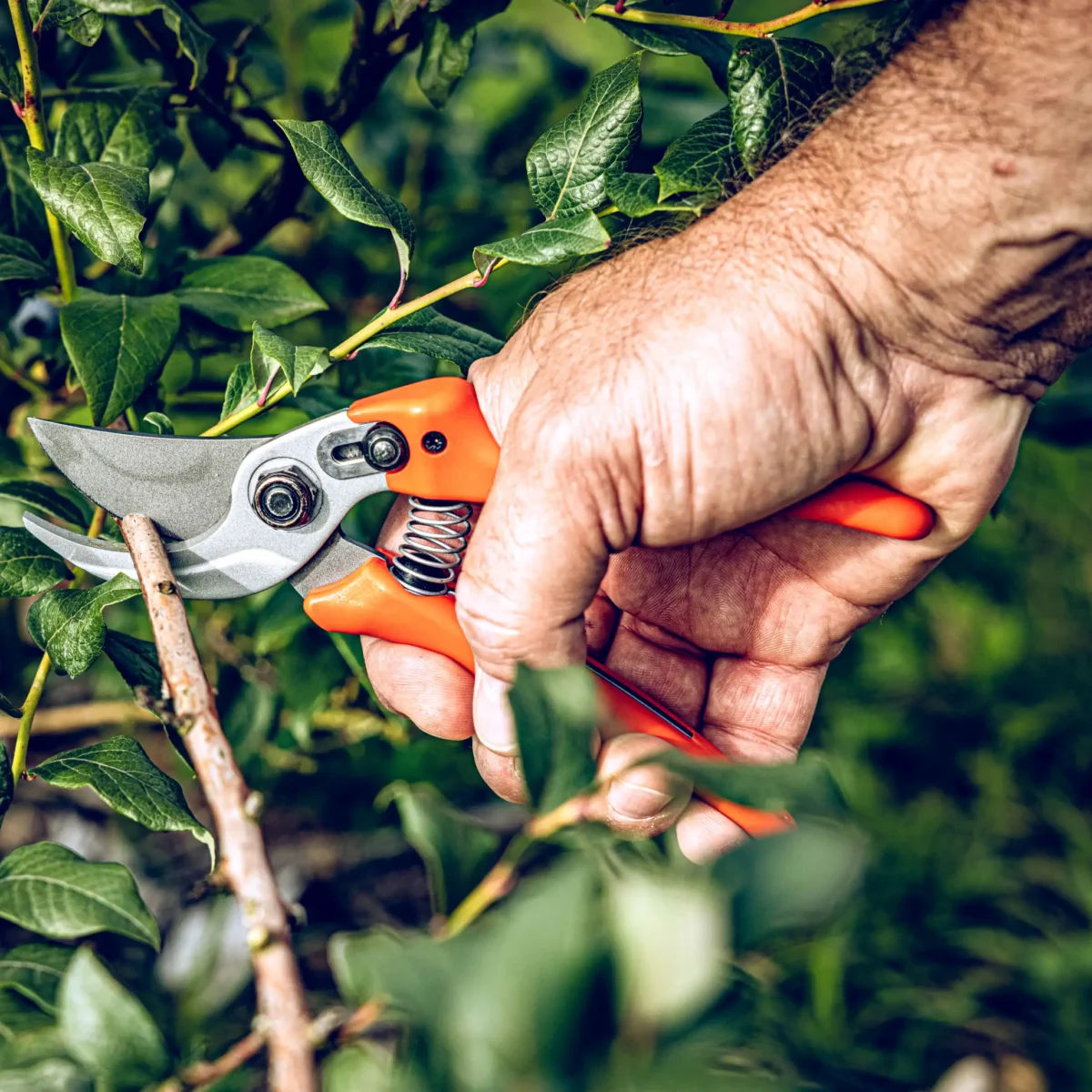 Tesoura de jardim Löwe 14.107 Economic Clean Cut para mãos pequenas