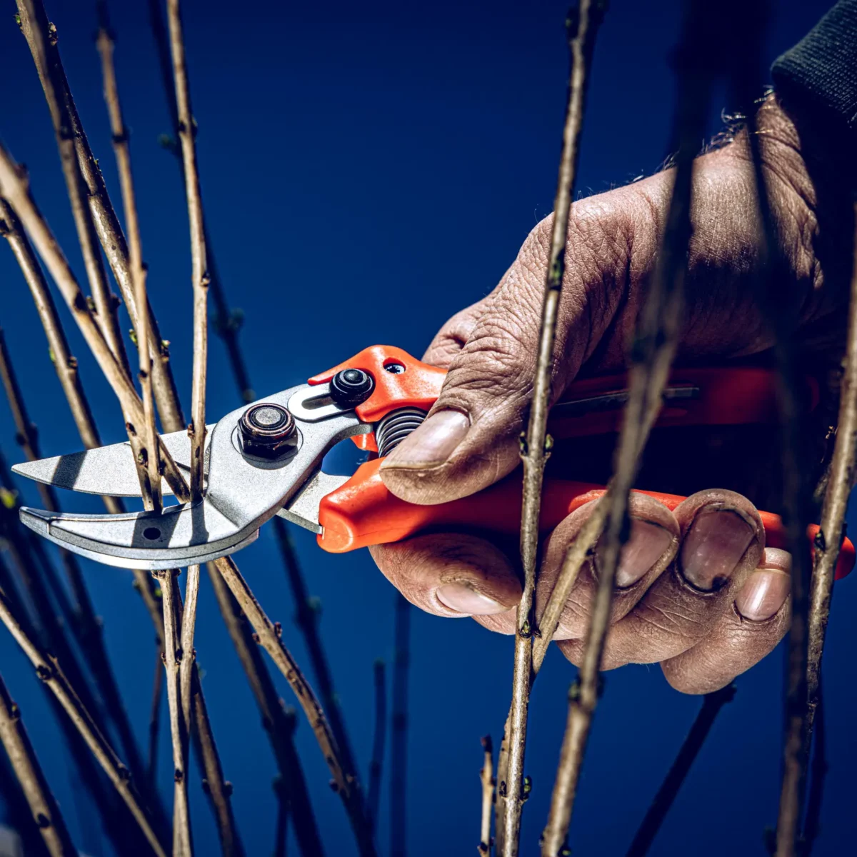 Original Löwe 15 secateurs