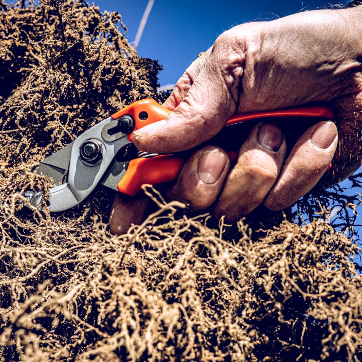 Original Löwe 15 secateurs
