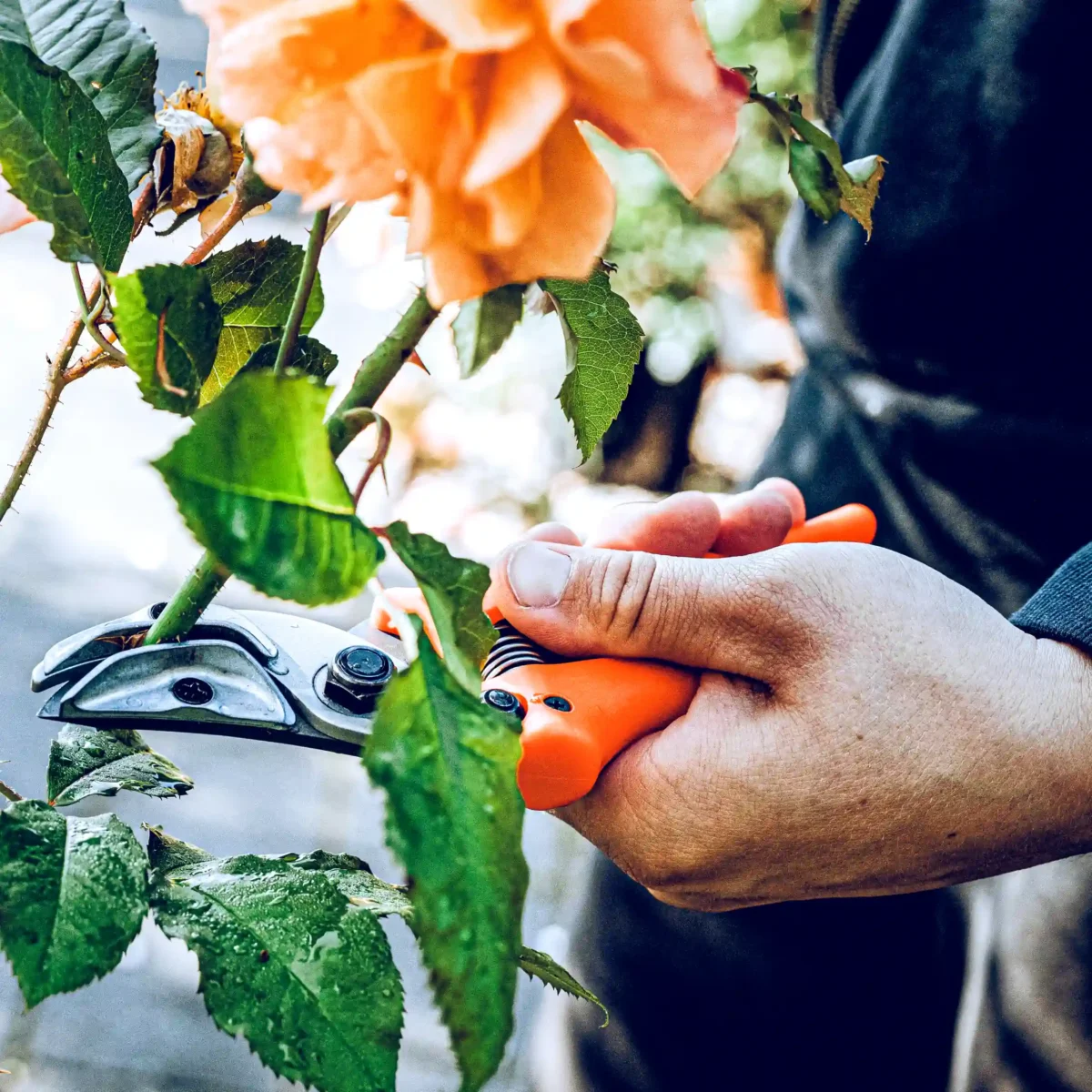 Tesoura de apresentação original Löwe rose